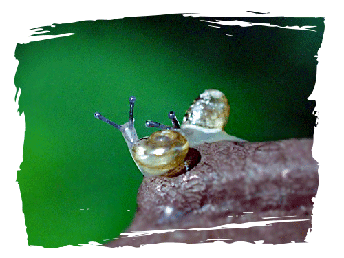 今日のかたつむり かたつむりが好き 今日のかたつむり かたつむりが好き