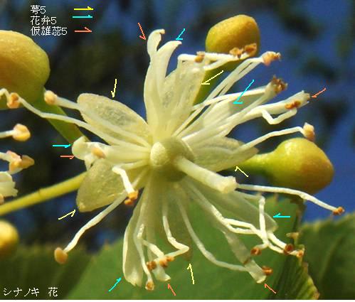 シナノキ 花の観察 里山コスモスブログ