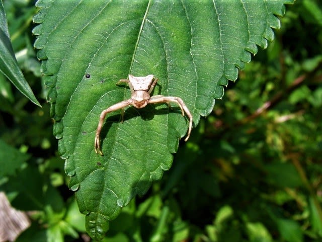 コバノカモメヅル 木葉の鴎鶴 とカニグモ 蟹蜘蛛 れんげの画像日記