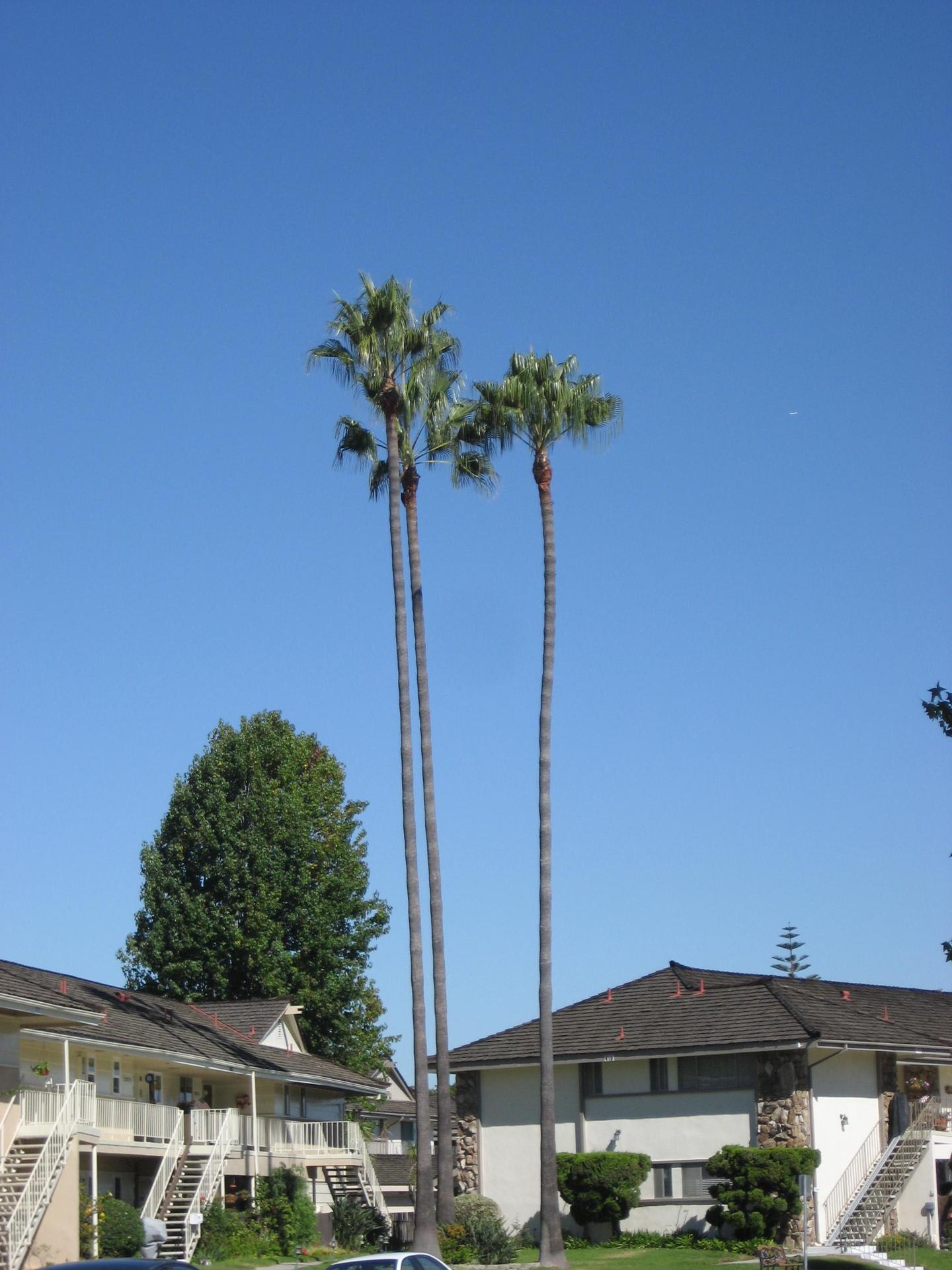 ヤシの木 カリフォル二アのロサンゼルスから 生活情報とフライフィッシング