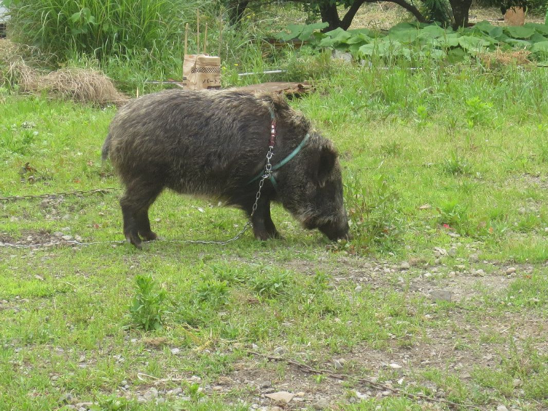 戸田ではイノシシを飼ってる人がいました しいたけの伊豆高原情報と放浪旅