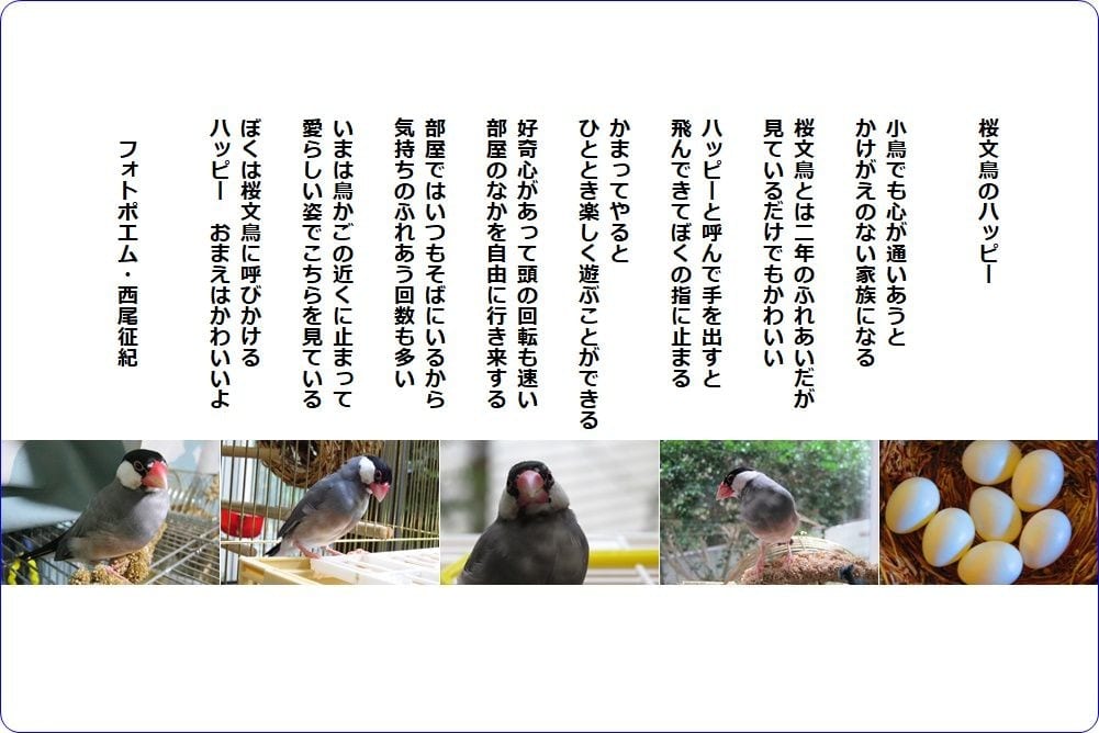 桜文鳥のハッピー フォトポエム 西尾征紀 Nishio Masanori