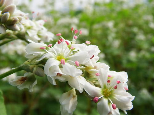 夏蕎麦の花