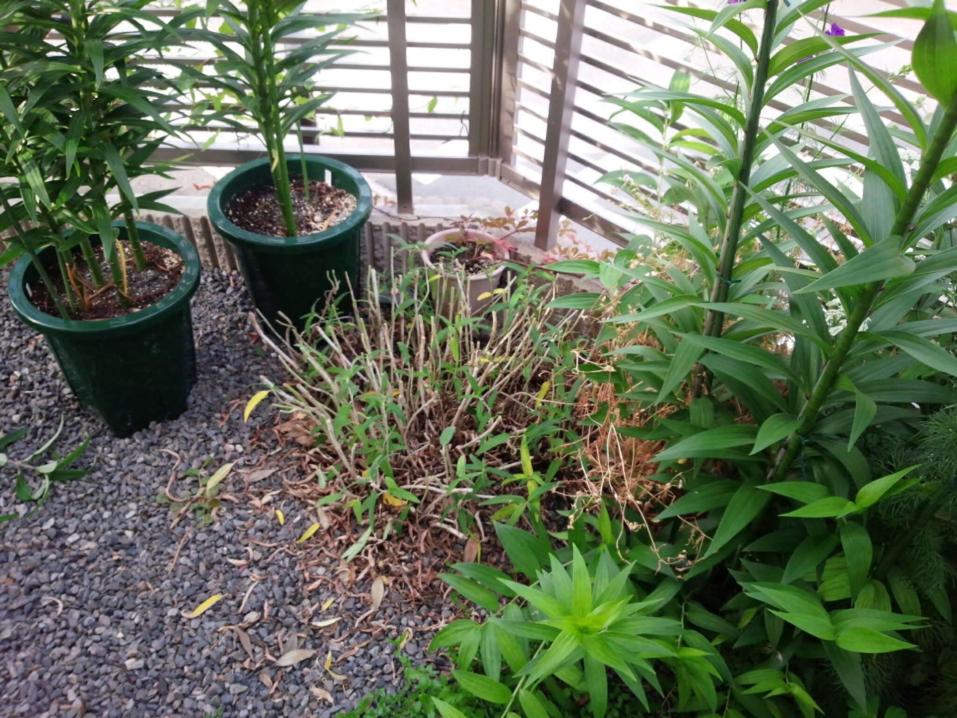 ６月初旬のセージ 宿根サルビア 雑木と宿根草とクレマチスの小さな庭づくり