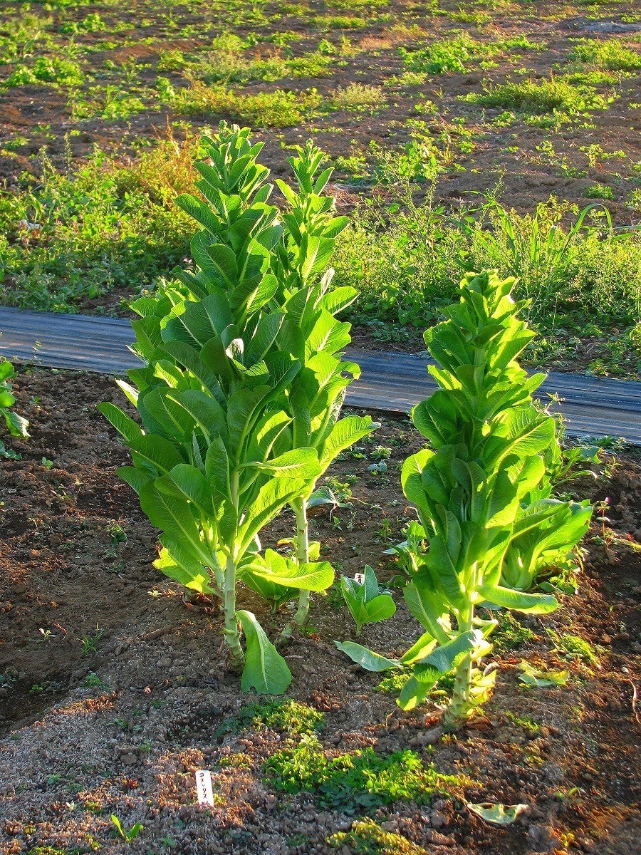 クリックで大きくなります。