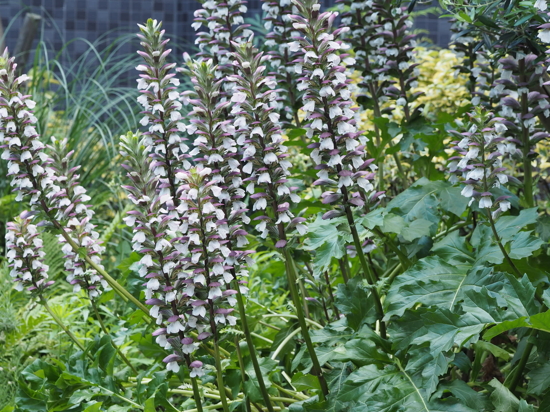 今日は午後から晴れて 花と自然 今日は午後から晴れて 花と自然