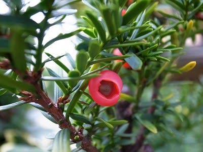 キャラボク 伽羅木 の実とイチイ 一位 の実 れんげの画像日記
