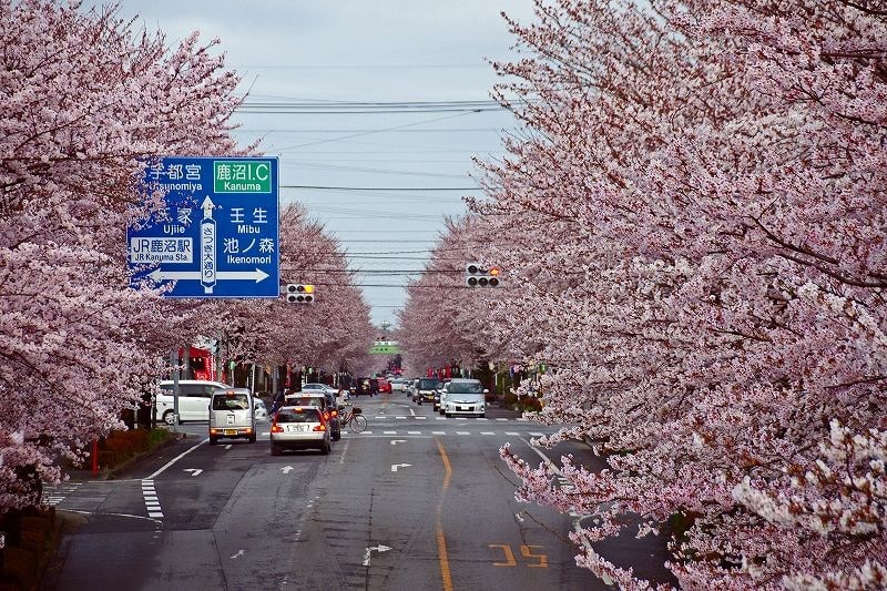 鹿沼市 さつき大通り桜並木 29 4 9 栃木の木々