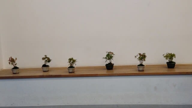こども盆栽ワークショップ はじめての盆栽に挑戦してみよう 植物を育てています