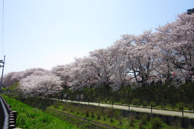 幸手　権現堂桜堤