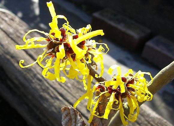 まんさくの花 風のたより まんさくの花 風のたより