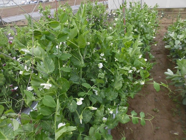 絹さやの花 二人で家庭菜園