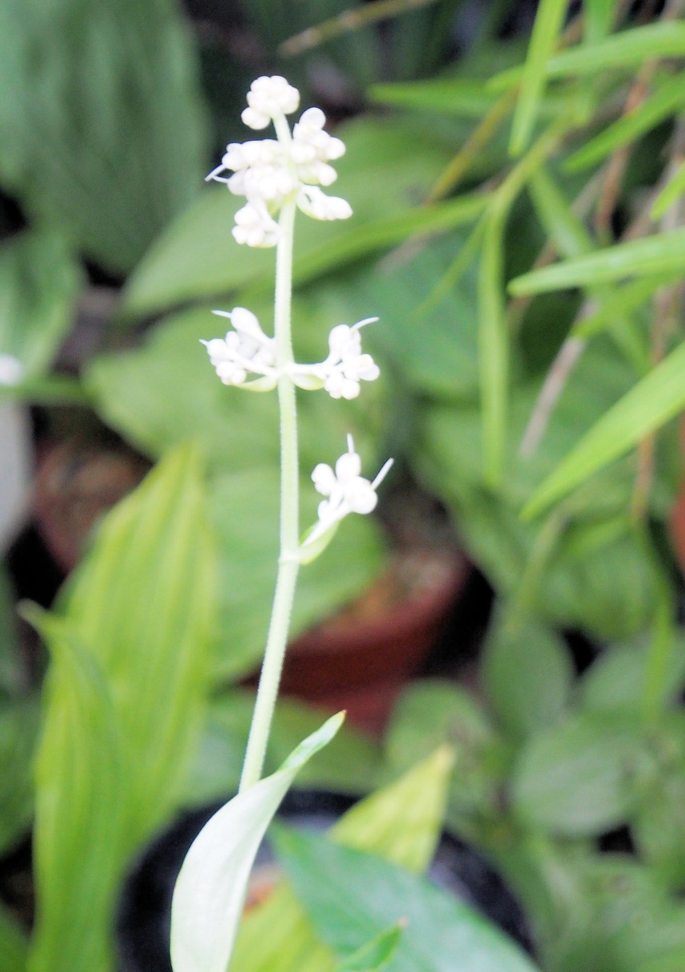 庭の花！の画像