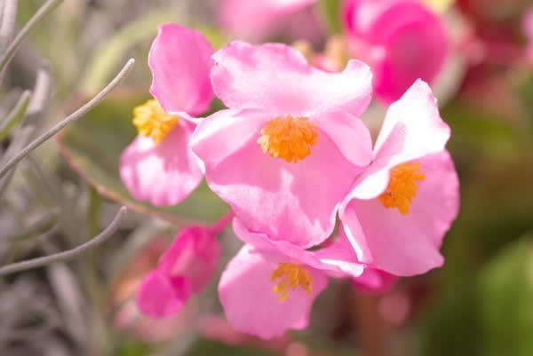 ベゴニア 育てやすく長く楽しめるこの花は10月18日の誕生花 Aiグッチ のつぶやき ベゴニア 育てやすく長く楽しめるこの花は10月18日の誕生花 Aiグッチ のつぶやき