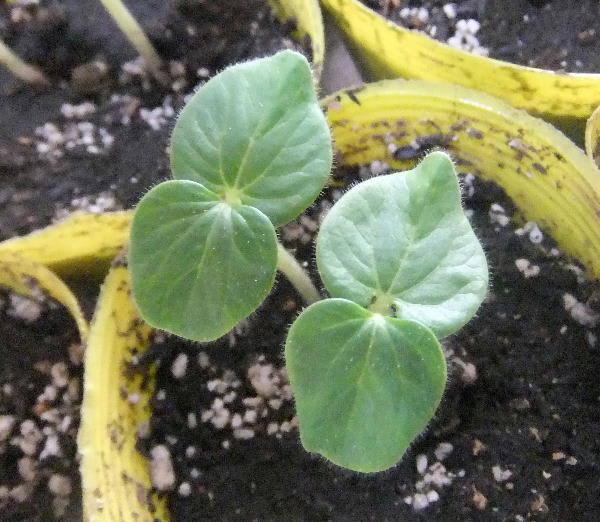 オクラ発芽 おいしい野菜をつくろう