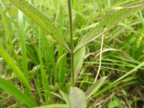 高ボッチ高原・鉢伏山で最近咲いている花　ヤマトラノオ（山虎の尾）