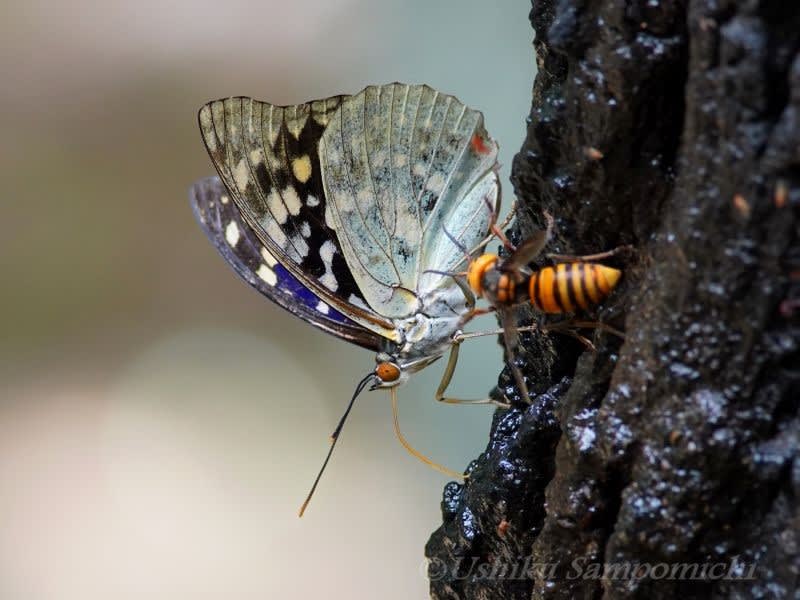 やっと出会えました 戦う蝶 オオムラサキ 散歩道で自然観察