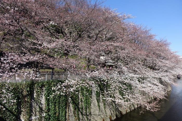 江戸川公園 桜の名所 15 都内散歩 散歩と写真