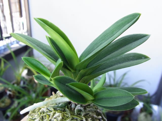 富貴蘭 紅孔雀 本性品 Vanda Falcata Benikujaku ベランダ蘭