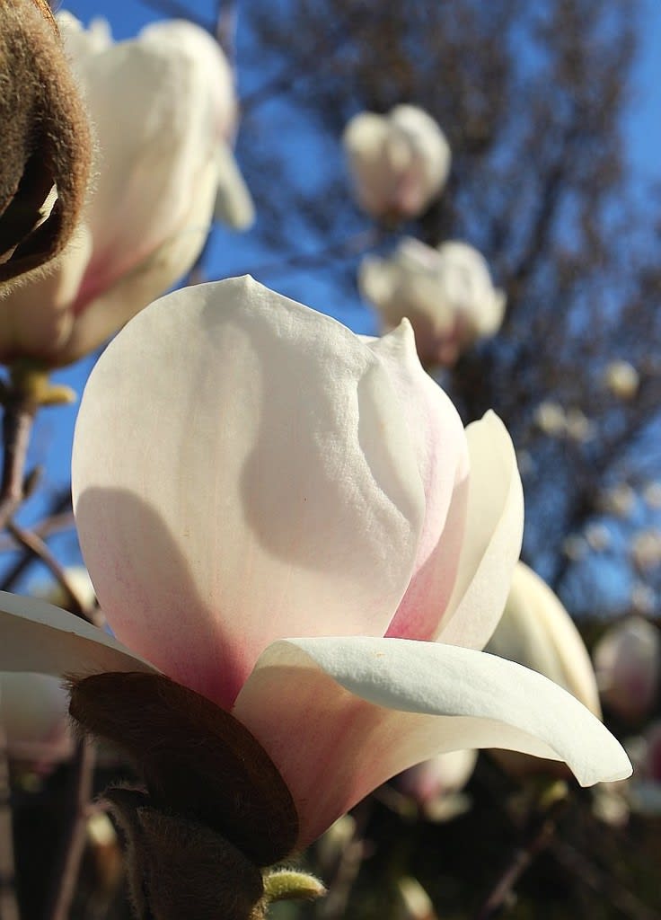 みんなの花図鑑 のブログ記事一覧 ページ目 アブリル どこにでもあり どこにもない