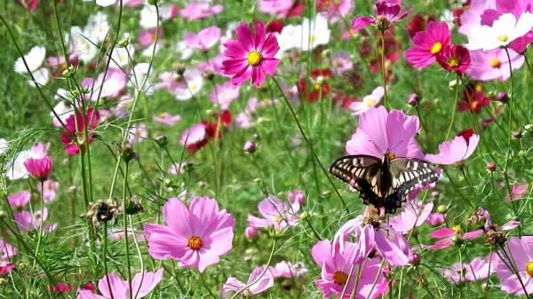 西郷川花園のコスモスの囲まれて 筑前の国からこんにちは