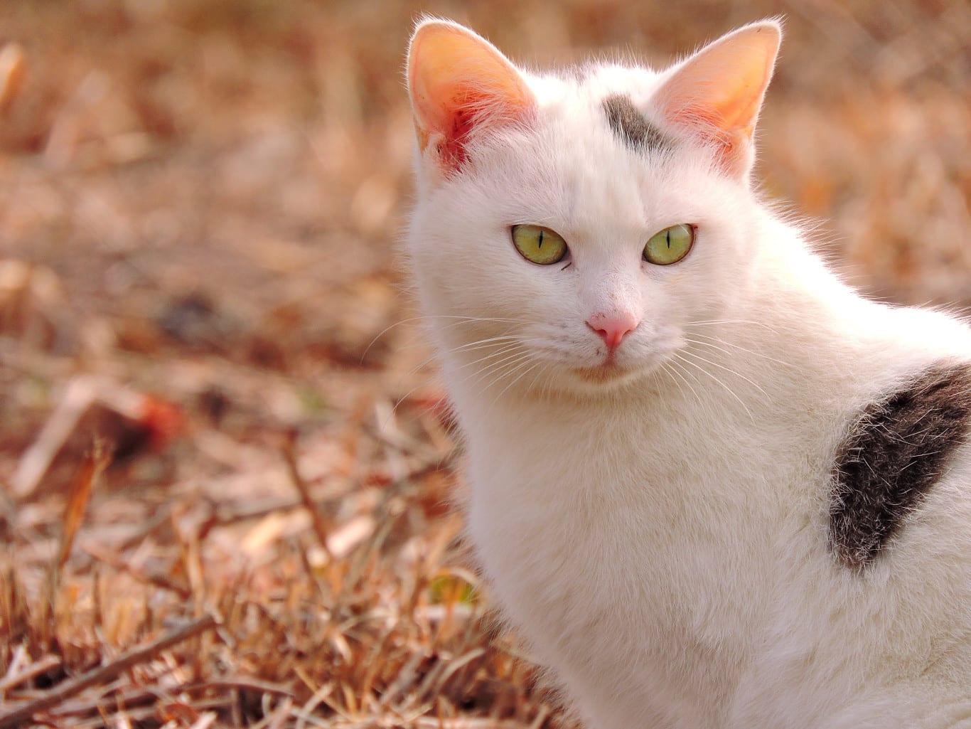 カメラ抱えて猫と散歩 イワノメ Blog カメラ抱えて猫と散歩 イワノメ Blog