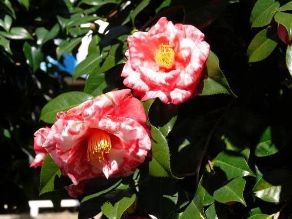 日本を代表する花ツバキです 日々遊遊