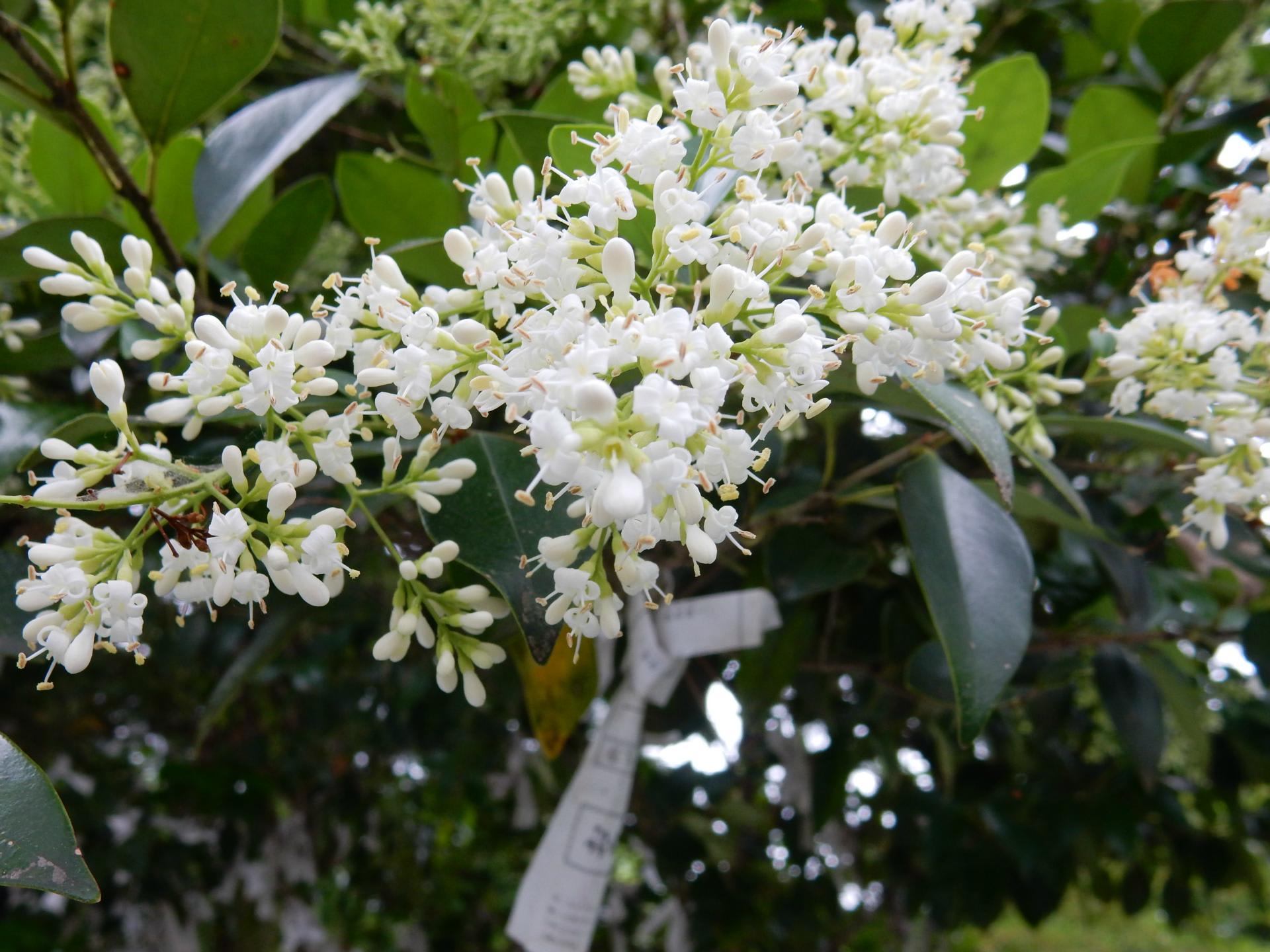 榊 さかき の花 Konasukeの部屋 榊 さかき の花 Konasukeの部屋
