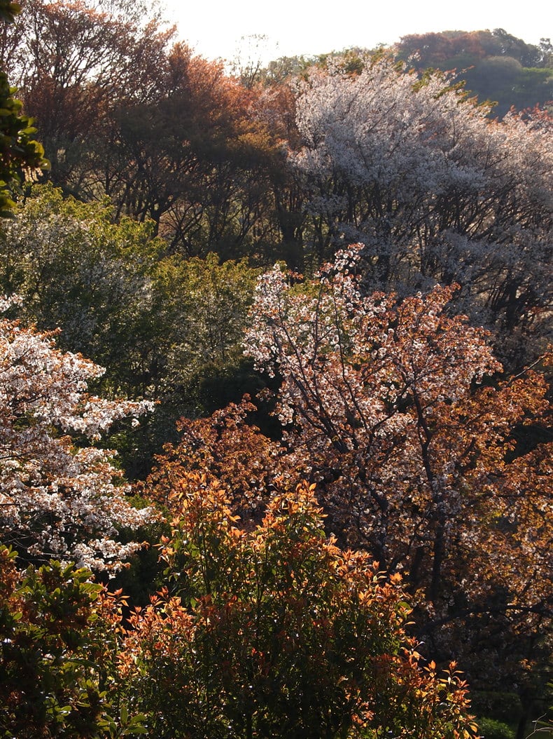 こどもの国～花々の輝き～の画像