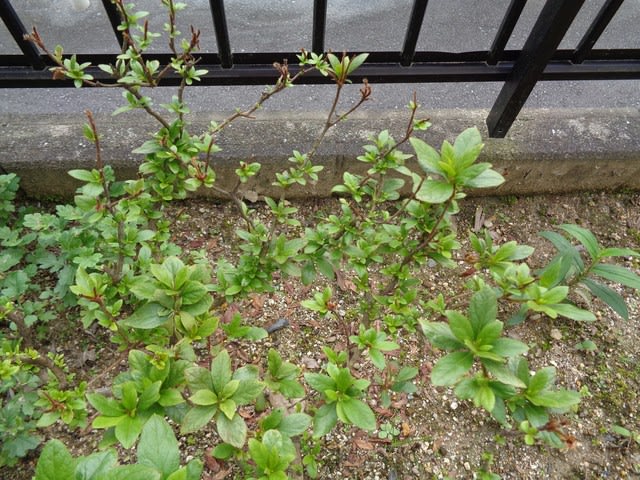 サツキ どこかで花が