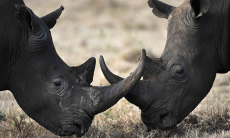 Record Number Of Rhinos Killed In South Africa In 2013 サイ密猟