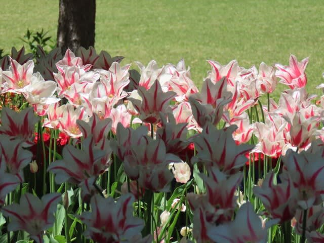 国営アルプスあづみの公園で見たチューリッの花