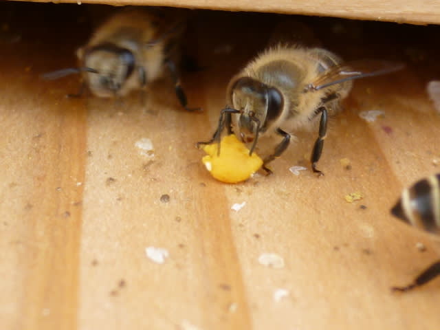 分蜂群の定着はむずかしい なぜだろう ニホンミツバチの四季