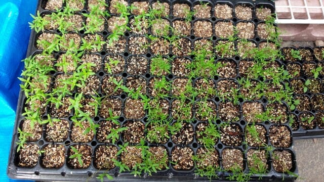 ギリア トリコロール リナリア植え付け 雑木と宿根草とクレマチスの小さな庭づくり