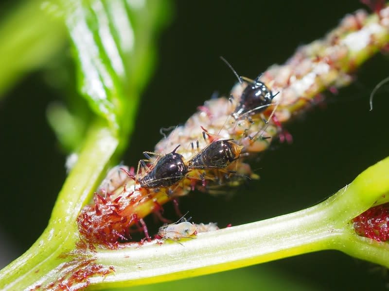 ホウセンカヒゲナガアブラムシ幼虫の母 てんとう虫の歳時記 2 ホウセンカヒゲナガアブラムシ幼虫の母 てんとう虫の歳時記 2
