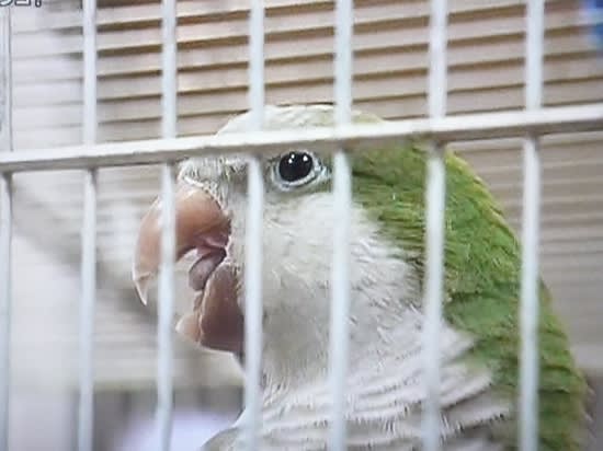 凶暴なインコが り と る ぱぁ と なぁ 凶暴なインコが り と る ぱぁ と なぁ