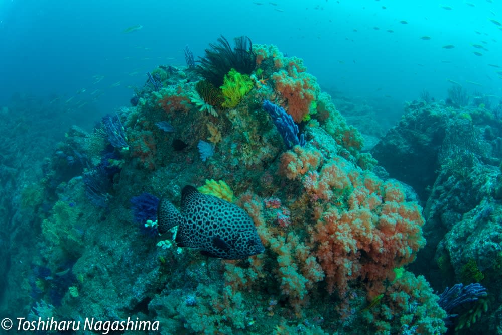 生命の海 サンゴとイシガキダイ 水中写真家長島敏春の 生命のサンゴ礁 世界のサンゴ礁を撮り続け 自然の素晴らしさを伝えている
