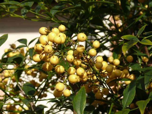 一関市才天のキミノナンテン 黄実の南天 15年12月1日 火 Peaの植物図鑑