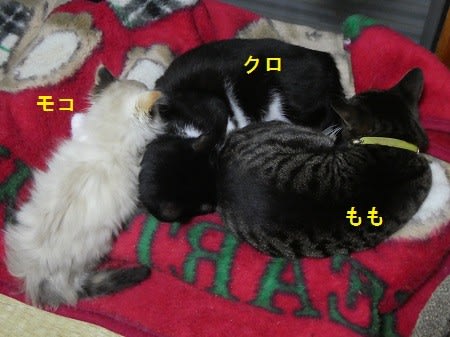 里親決定 ー モコ のブログ記事一覧 釣り日和 猫日和