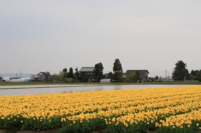 チューリップ畑 砺波 カイニョ 屋敷林 散居村 金沢から発信のブログ 風景と花と鳥など