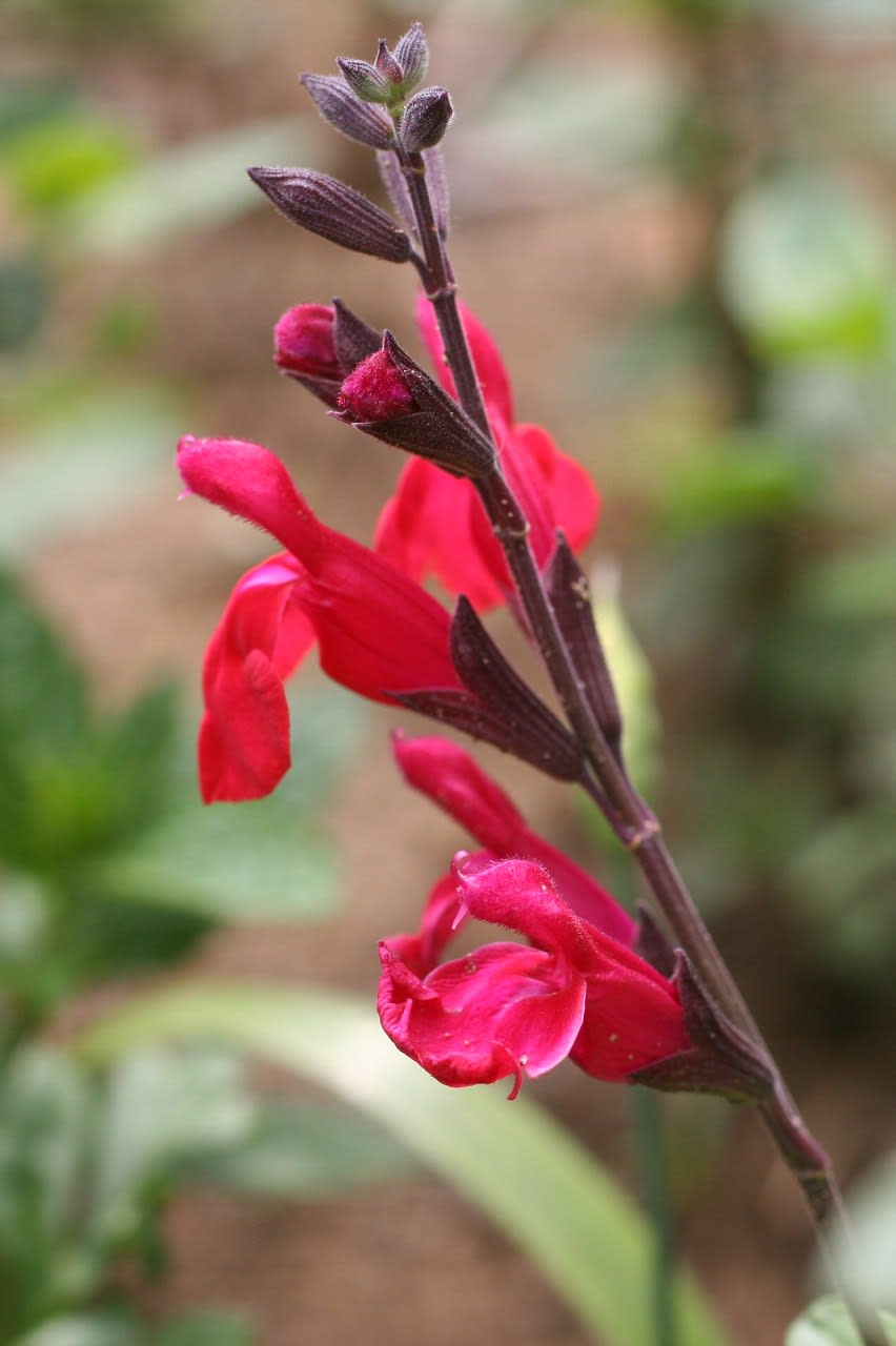 チェリーセージの赤い花 お庭な出来事