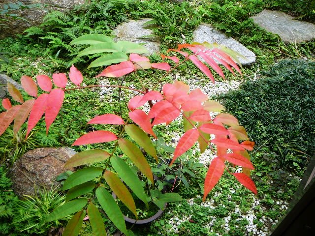 鉢植えの櫨の木の画像