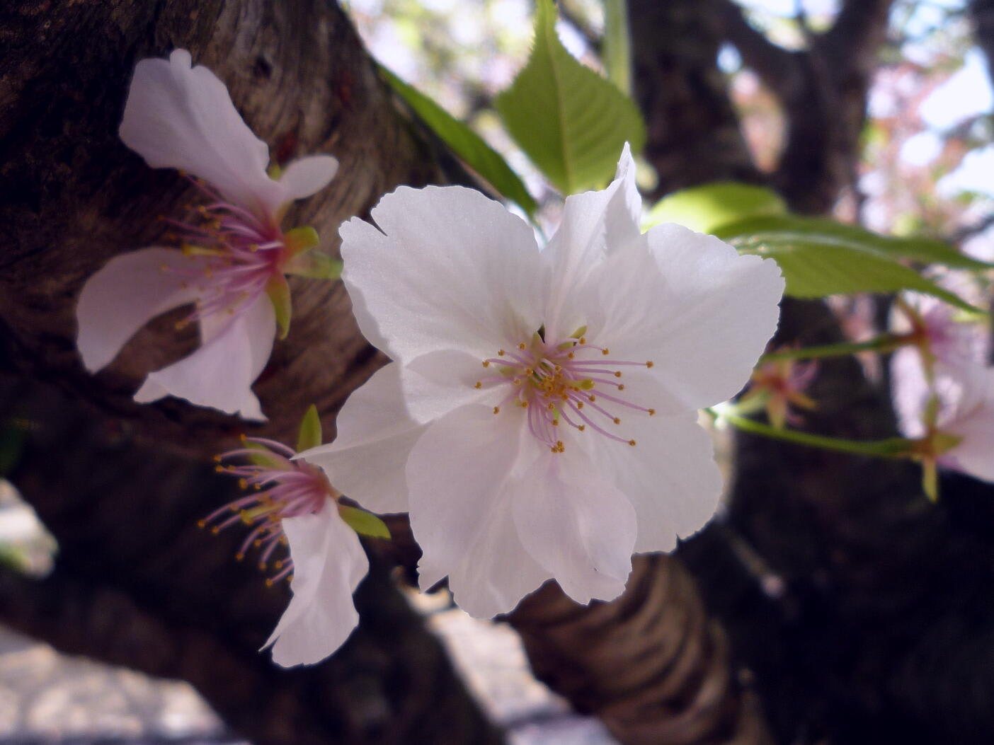 またまた幸田の桜の画像