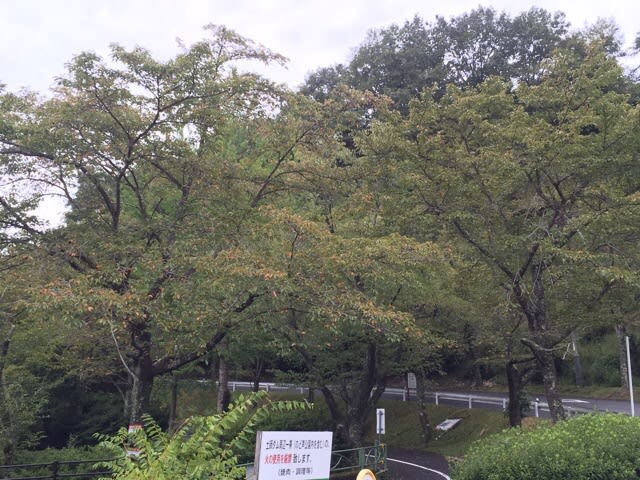 イメージ 9