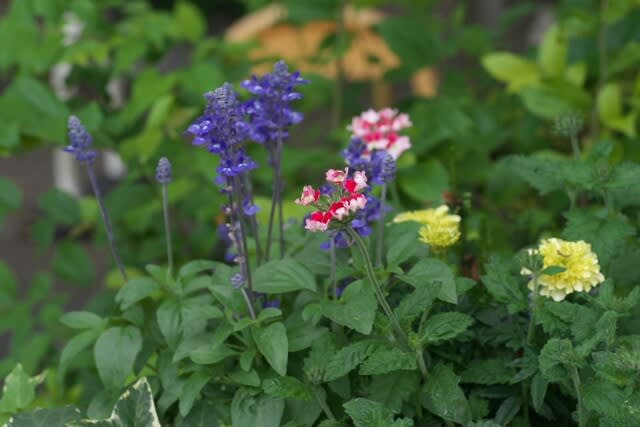 バーベナ サクラソウに似たカラフルな花は６月２４日の誕生花 Aiグッチ のつぶやき