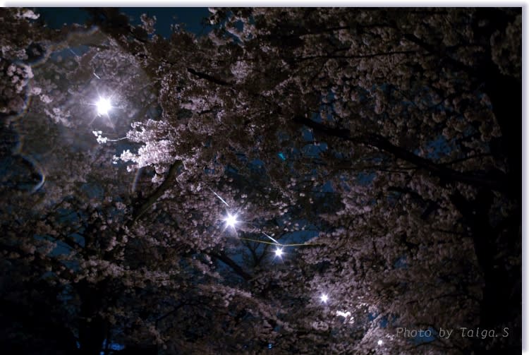 夜桜　神奈川県川崎市高津区・緑ヶ丘霊園の日常風景写真