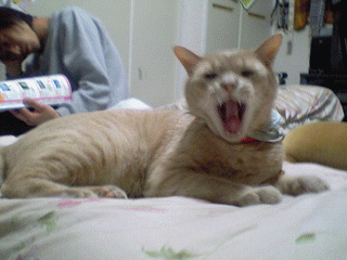猫前医学nora あくび伝染病 向日葵のような 愛 返 運 縁 恩 Gobookの命 壁取物語 猫前医学nora あくび伝染病 向日葵のような 愛 返 運 縁 恩 Gobookの命 壁取物語