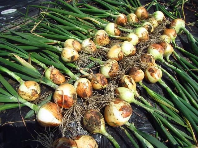 極早生タマネギ「貴錦」「スパート」の収穫 - 大好き！野菜の時間