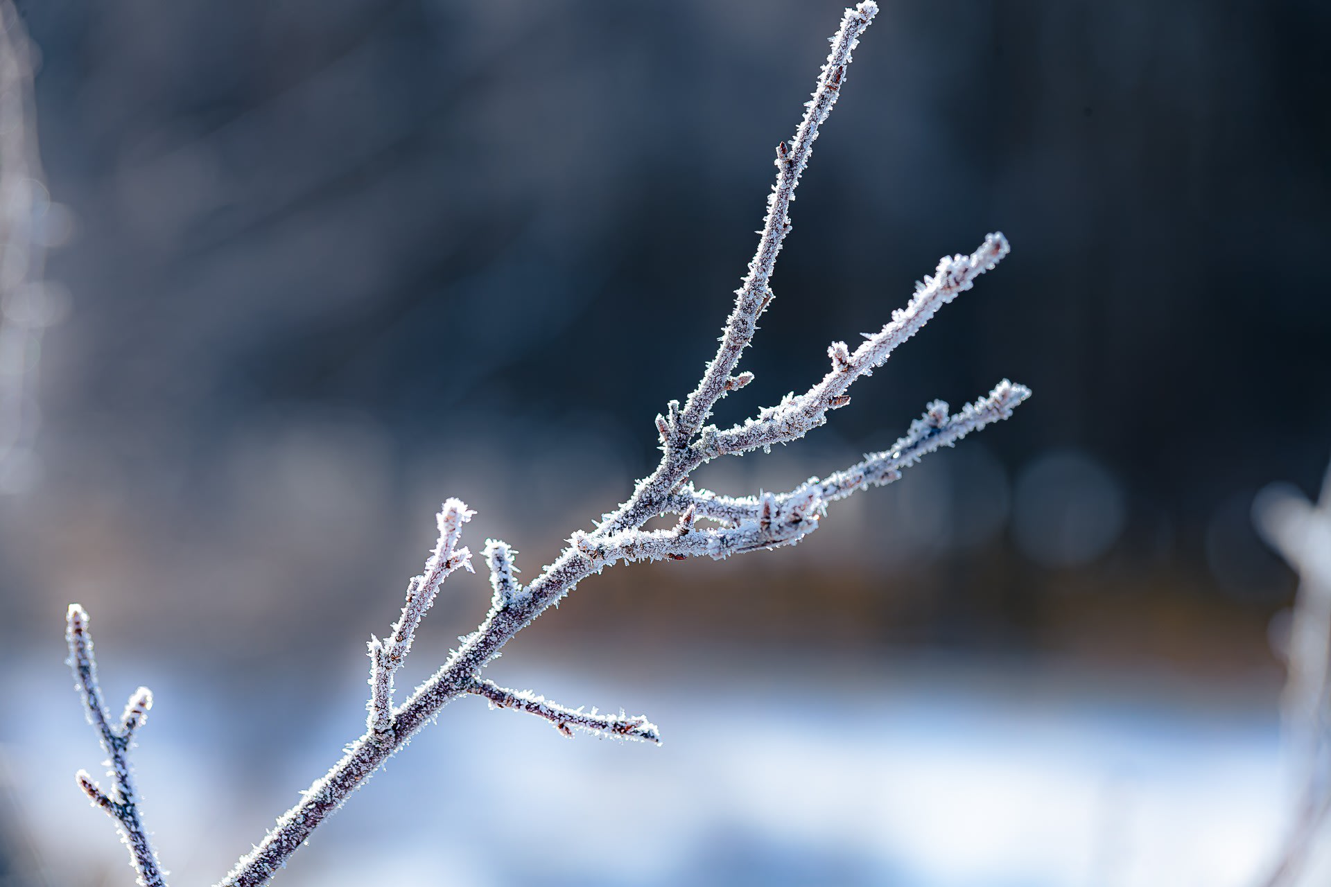 氷の結晶をまとった枝の写真