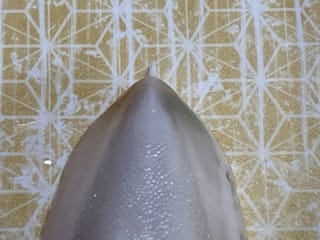 甲の突起